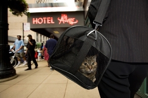 Outside the pet-friendly Hotel Allegro Chicago. Photo: John Dziekan