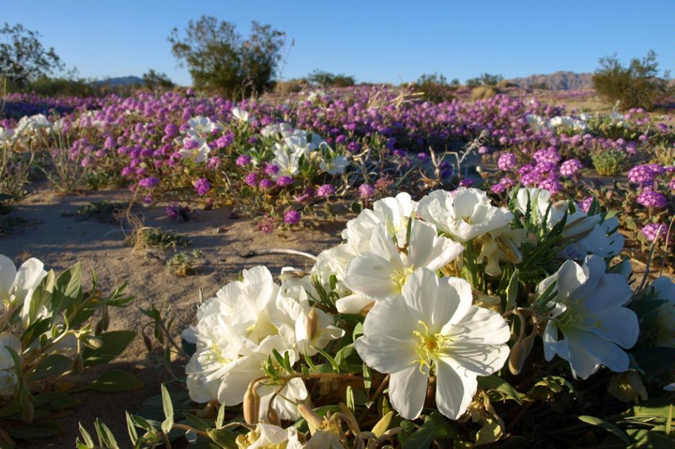 Wildflowers blooming in Joshua Tree National Park in California.