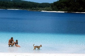 Dingo at Lake McKenzie, Fraser Island, Queensland. Courtesy Tourism Australia &copy; Photographer: Lincoln Fowler