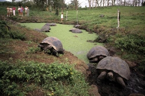 Huge, hard shelled tortoises waddle across the mud near a pond at Butterfly Ranch, Santa Cruz Island, Galapagos.