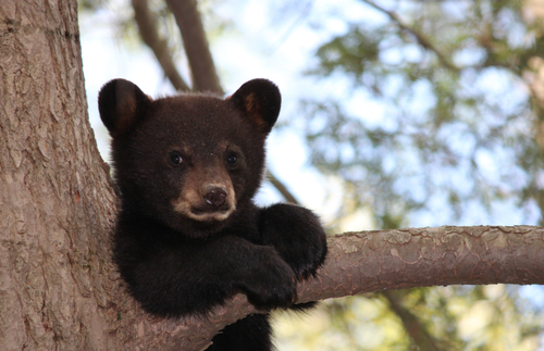 Safety Tips for Hiking and Camping in Bear Country | Frommer's