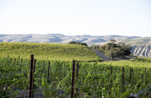 Buellton, CA vineyards