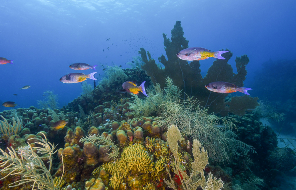 Best Caribbean snorkeling: Cane Bay off St. Croix, U.S. Virgin Islands