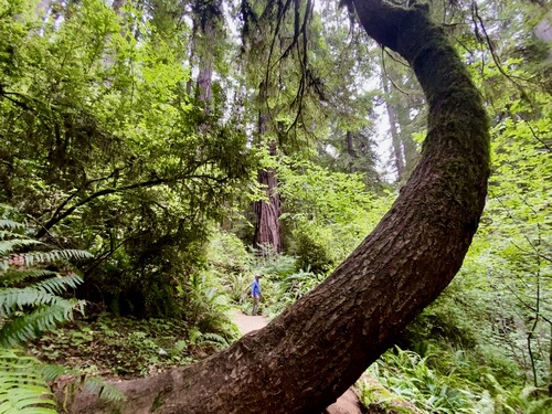 Cathedral Trail, Redwoods National and State Parks