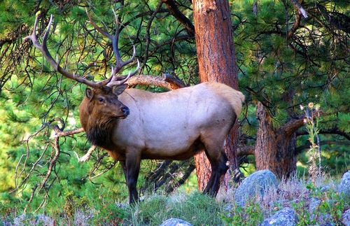 Elk at Rocky Mountain National Park in Colorado