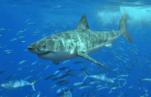 Shark Attacks Are on the Rise. Here's How to Avoid a Bite | Frommer's