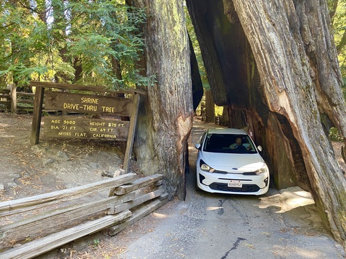 Shrine Drive Through Tree