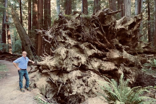 Founder's Grove, Avenue of the Giants