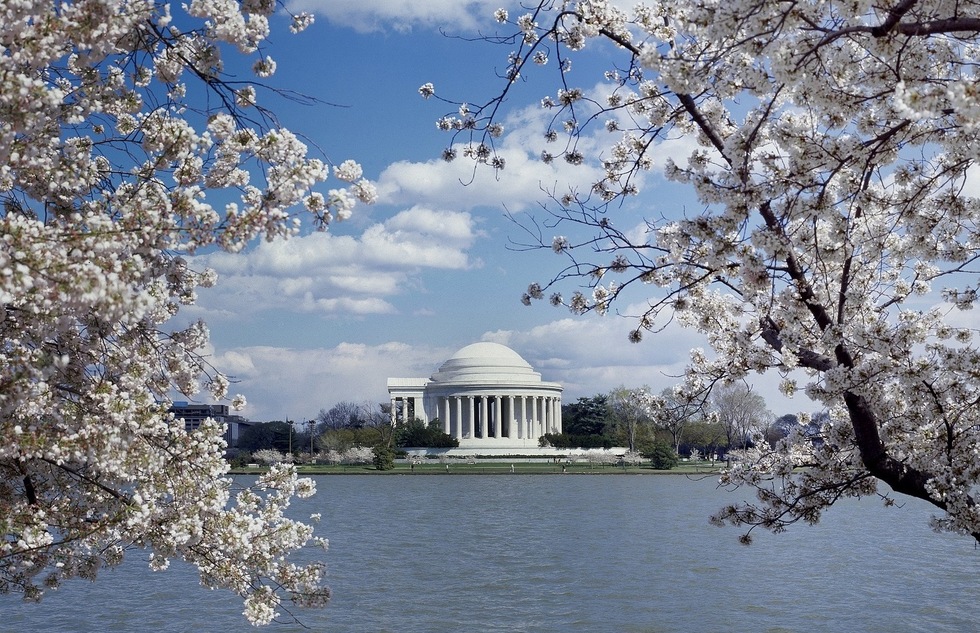 Cherry blossoms frame the Jefferson Memorial in Washington, D.C.