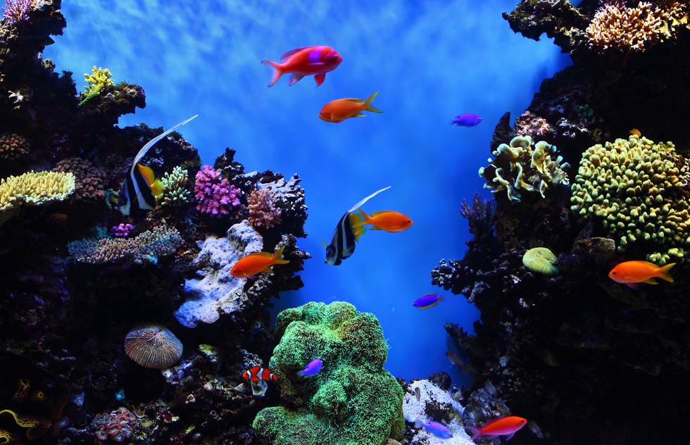 Tropical fish at the Monterey Bay Aquarium