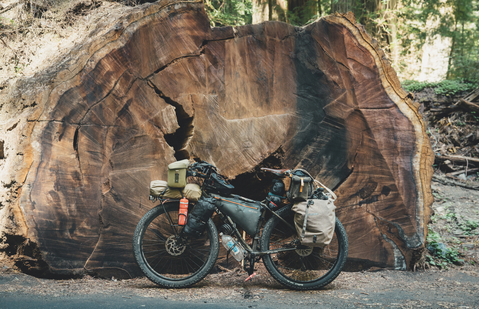 Avenue of the Giants in northern California