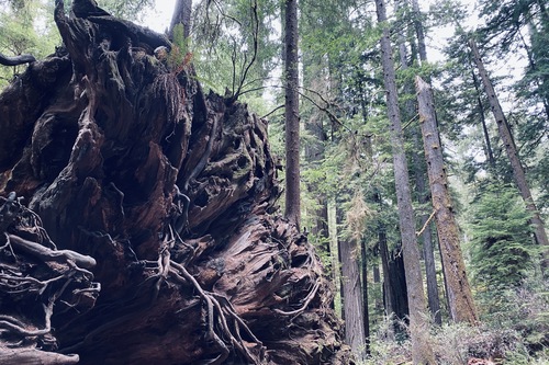 Fallen Redwood Tree