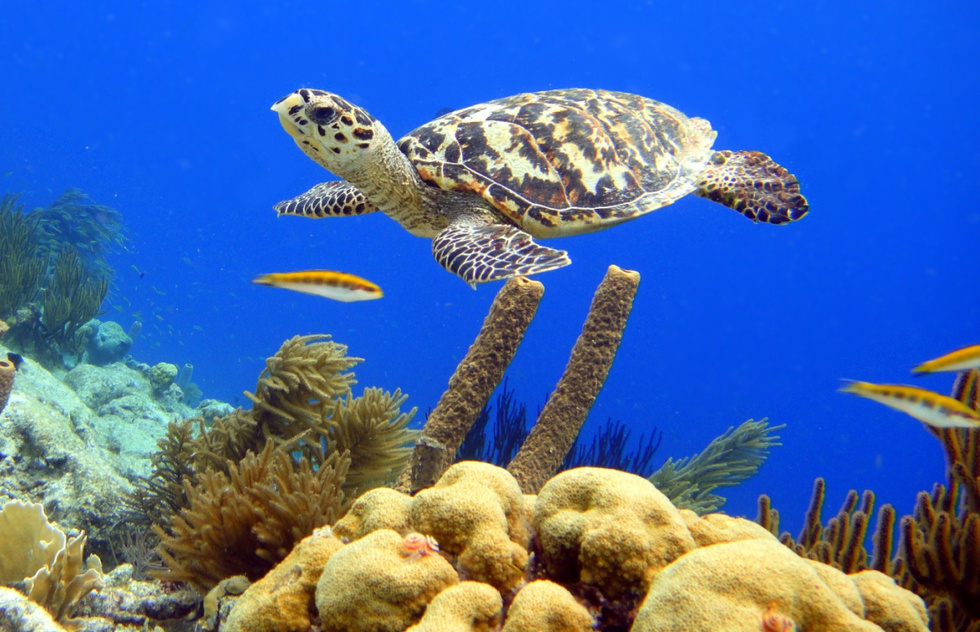 Best snorkeling in the Caribbean: Bonaire