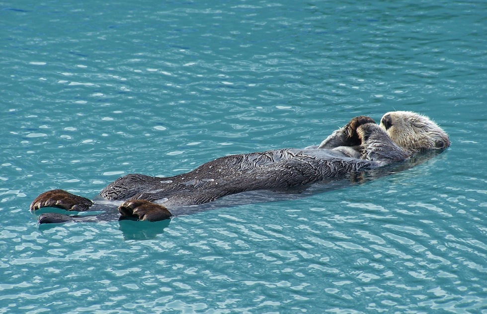 Which Alaska national parks are the best? Kenai Fjords National Park: Wildlife Viewing