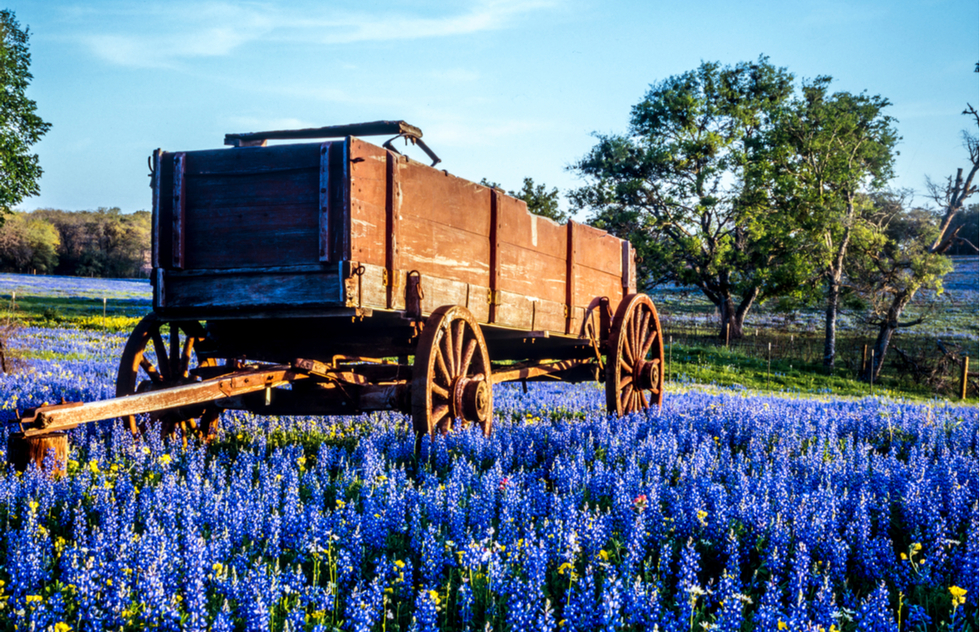 Bluebonnets in Texas Hill Country