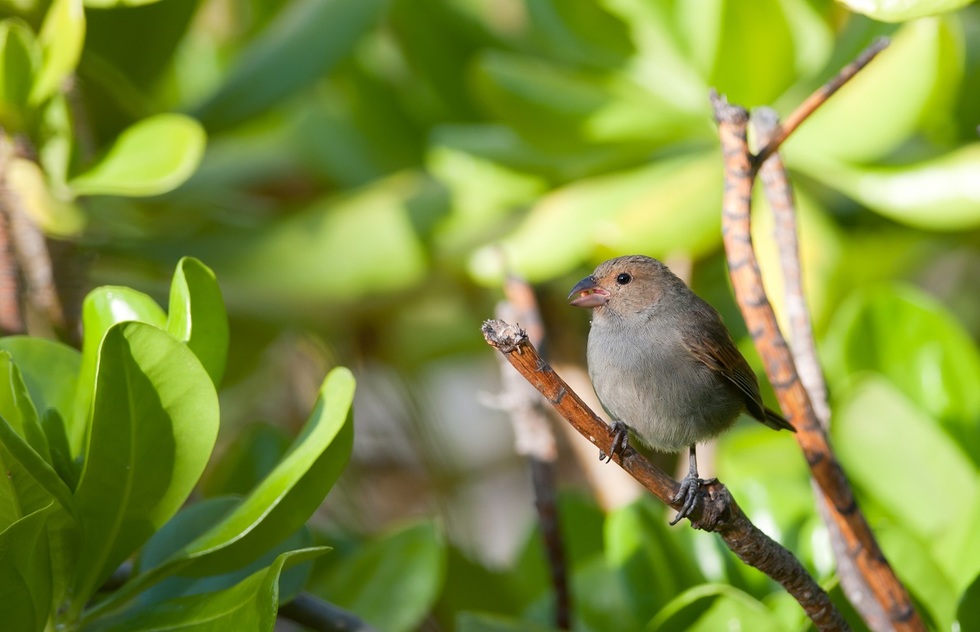 A Lesser Antillean bullfinch eating a seed while perched on a branch.