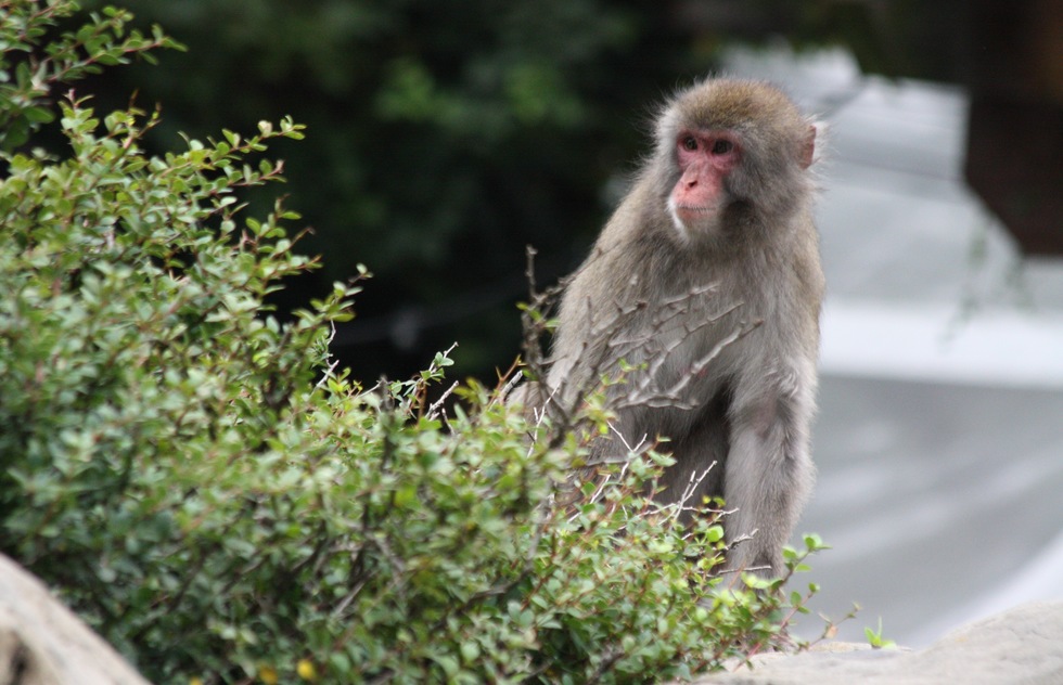 The snow monkeys are a favorite at the zoo.