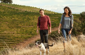 A vineyard in Sonoma County, California, in summer