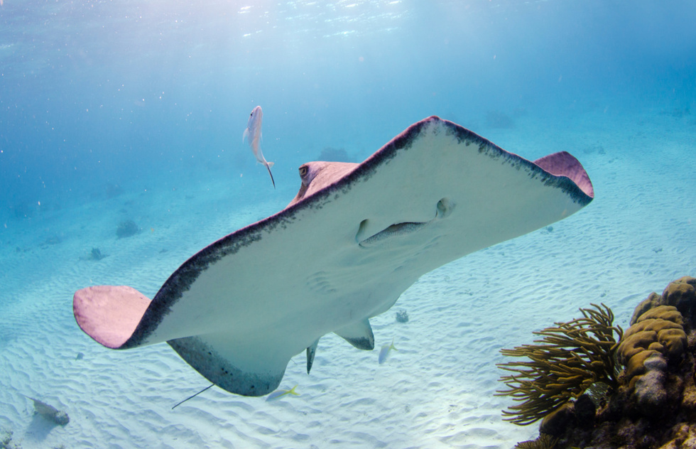 Best Caribbean snorkeling: Stingray City off Grand Cayman