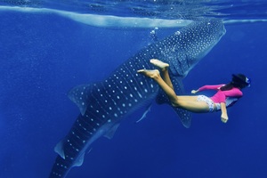 where to swim with whale sharks