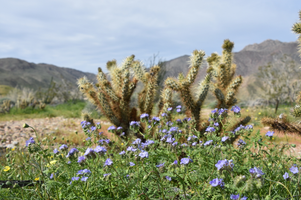 Wildflowers at Anza-Borrego Desert State Park in California